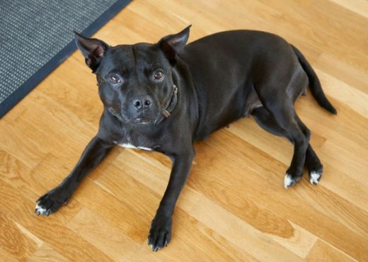 If you are a pet owner, you must choose suitable flooring for pets.